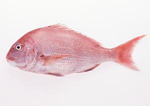 鶏素揚げ・肴・釜めし かまどか 上野店 – 上野の居酒屋で味わう絶品料理と落ち着いた空間