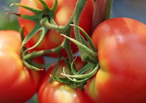 松阪牛の通販なら、こちらで購入できます