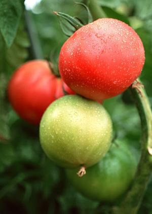 和洋中の料理が楽しめるビュッフェレストラン「かめ福オンプレイス」|家族や友人と贅沢なひとときを満喫