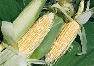 喜多方ラーメン 坂内 新宿パークタワー店の魅力とは