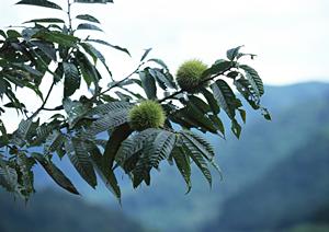 2025年最新!ニセコで楽しむ絶品ラーメンガイド|地元おすすめ店徹底紹介