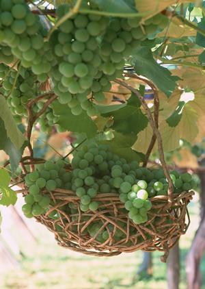 福生の魚料理の美味しいお店で宴会をしませんか